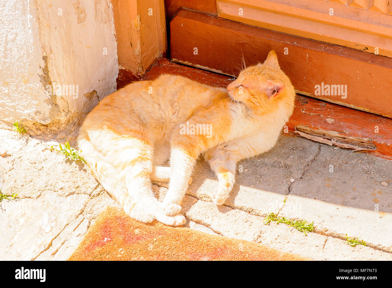 Cat près d'une porte à Kastoria, Grèce, Macédoine de l'Ouest Banque D'Images