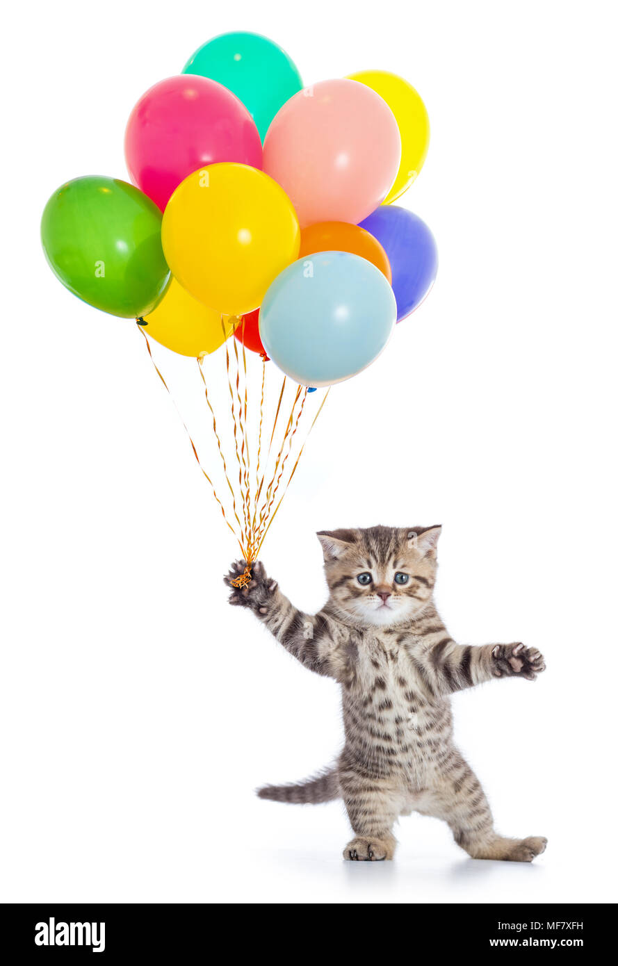 Cat danse avec ballons anniversaire isolated on white Banque D'Images