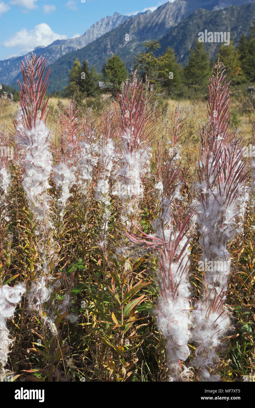 Rosebay willowherb (Epilobium angustifolium) seedhead et la poussière à l'automne - Alpes italiennes - Trentino - Italie Banque D'Images