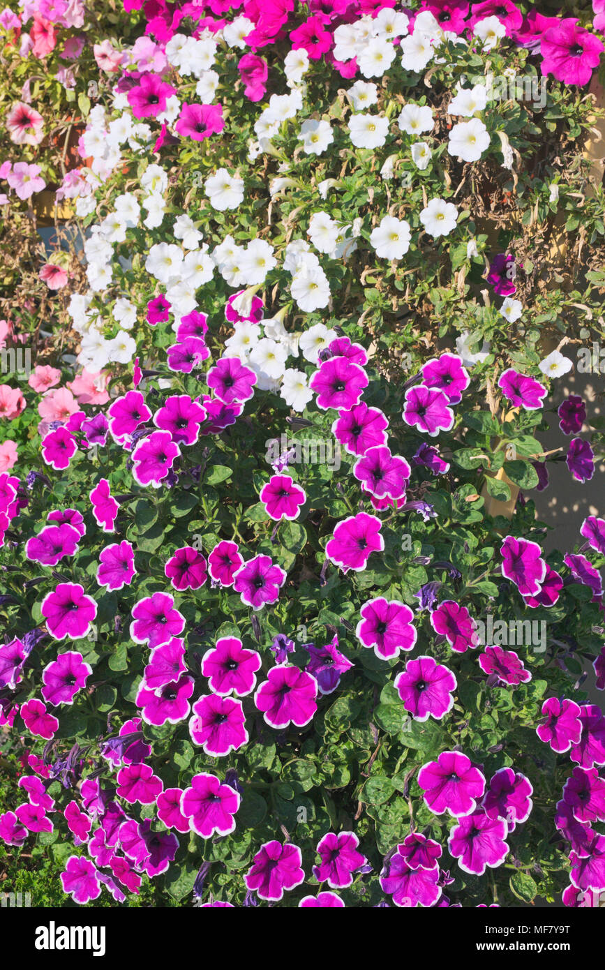 Petunia fleurs en pleine floraison Banque D'Images