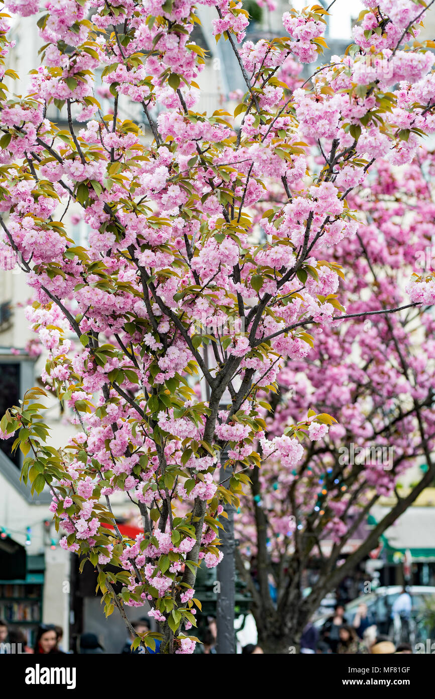 Fleur de cerisier et le printemps à Paris Banque D'Images