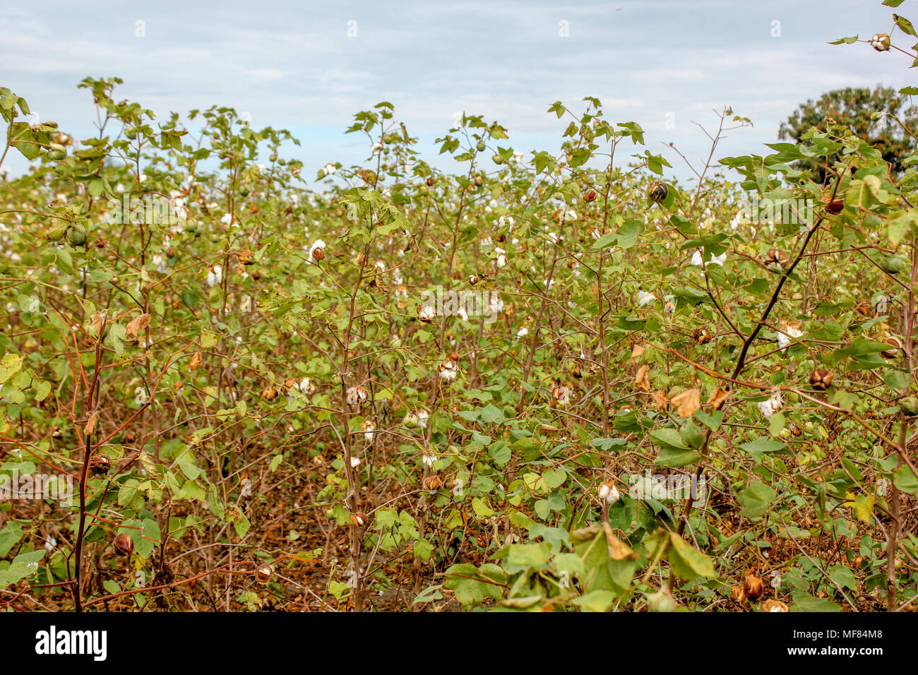 Des plants de coton Agriculture Gossypiu Banque D'Images