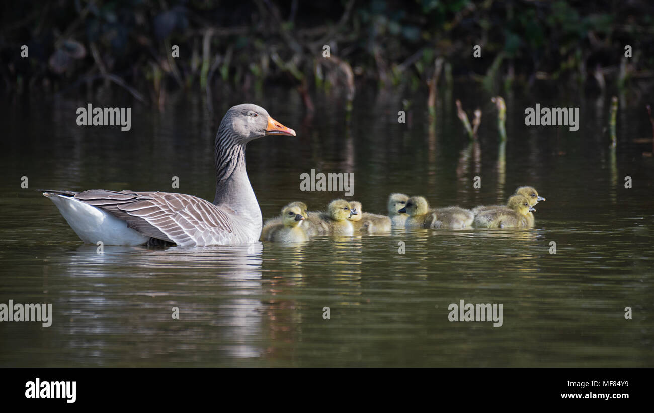 Une image d'une mère l'oie complète avec sa nouvelle couvée de huit jeunes oisons natation poussins sur l'eau dans un groupe Banque D'Images