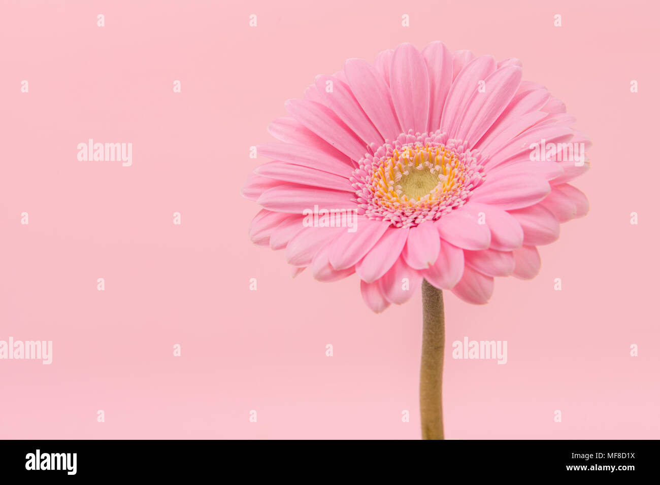 Blooming rose chrysant fleur avec tige sur un fond rose tendre Banque D'Images