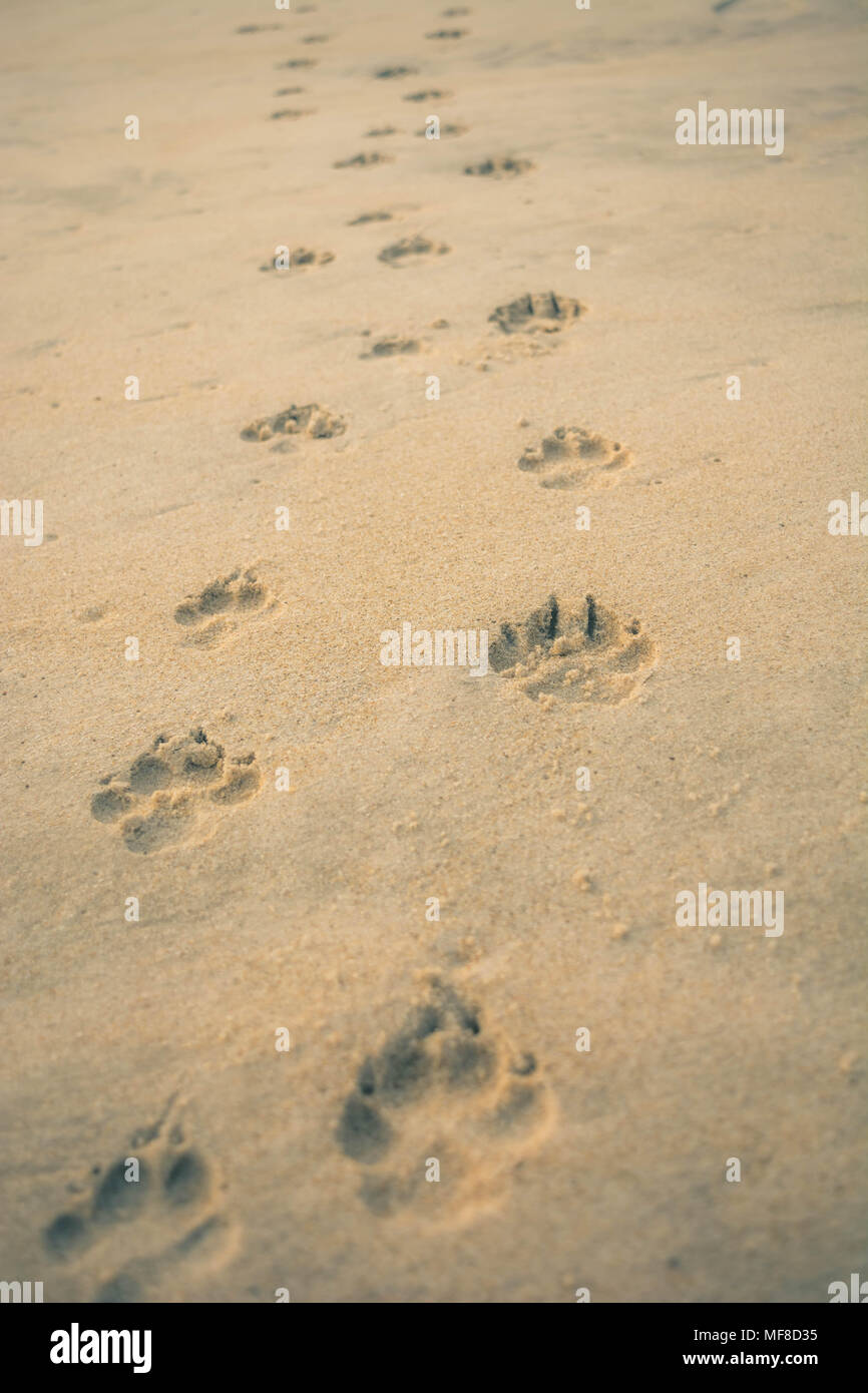 L'empreinte de patte de chien sur le sable Banque D'Images