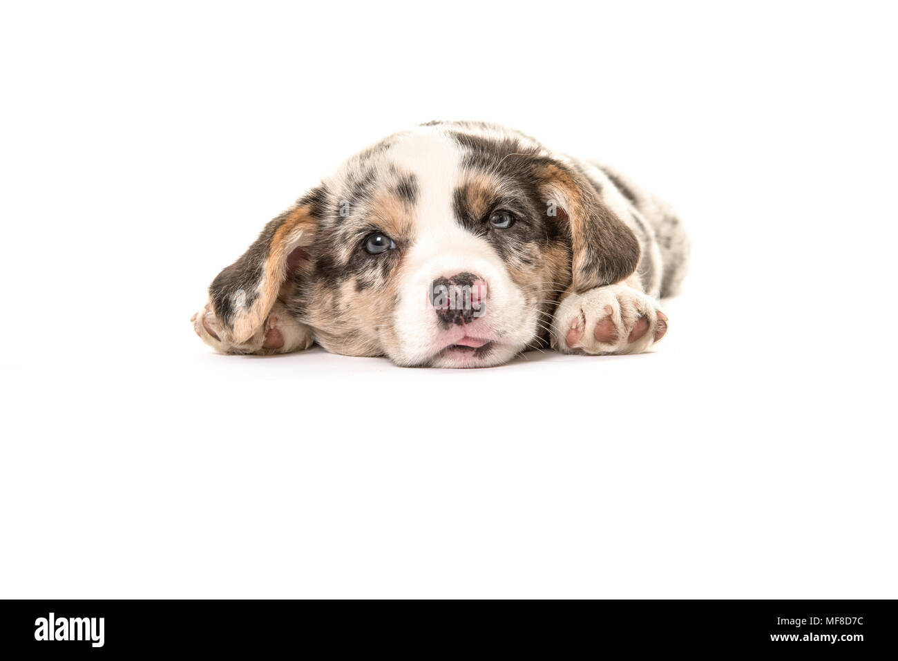 Assez mignon chiot Welsh Corgi dog face caméra et se trouvant sur le plancher isolé sur un marbre blanc Banque D'Images