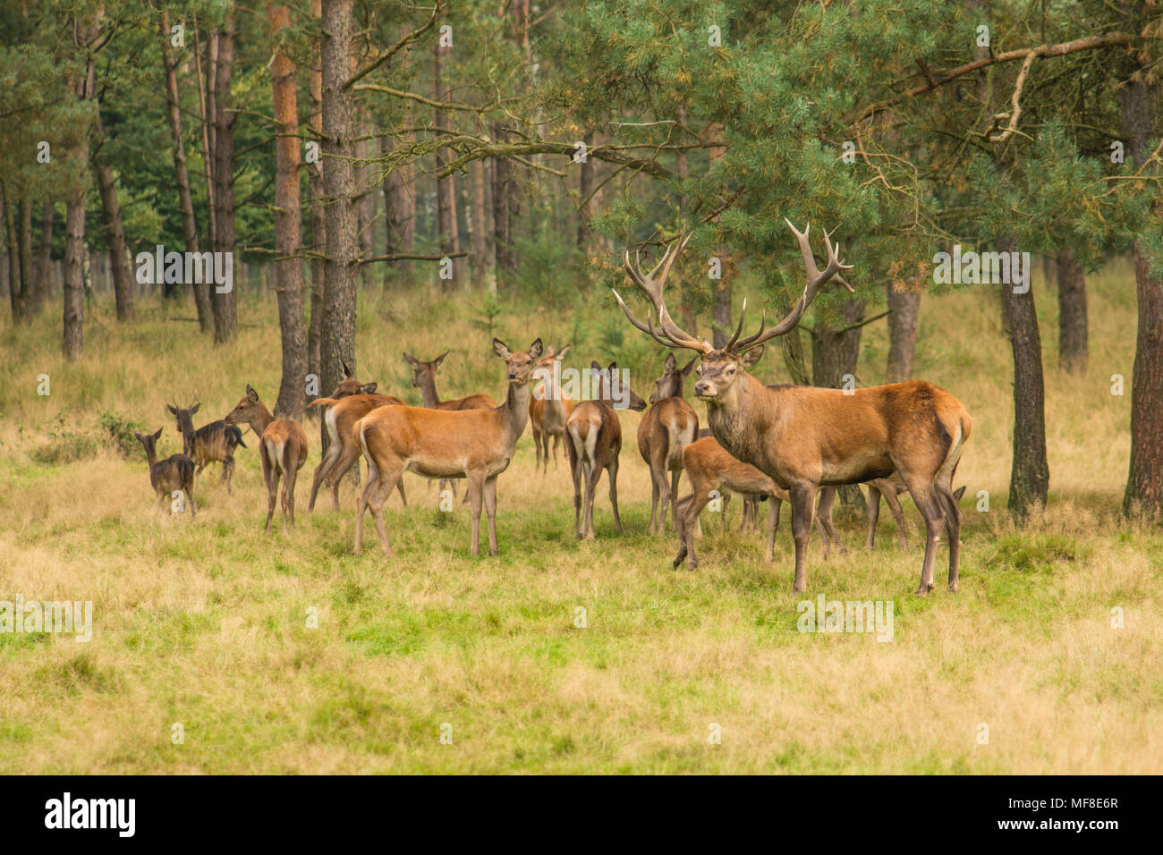 Troupeau de cerfs dans la forêt avec onde homme red deer stag gardant le troupeau Banque D'Images