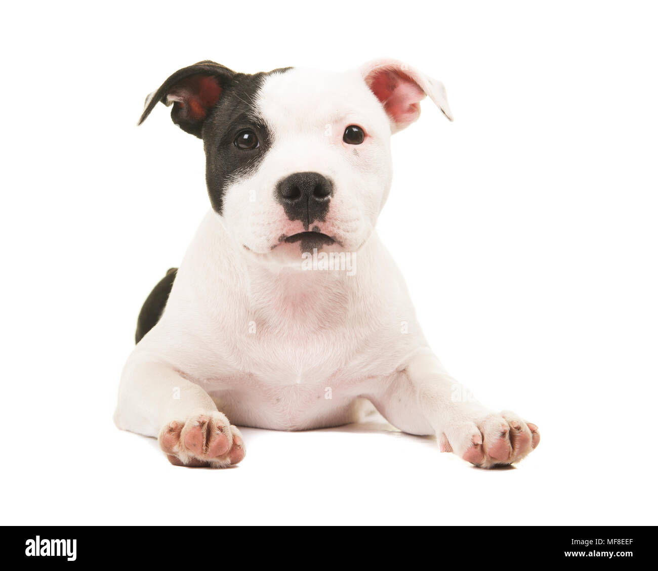 Le noir et blanc pit bull terrier puppy couché sur le sol regardant la caméra isolé sur fond blanc Banque D'Images