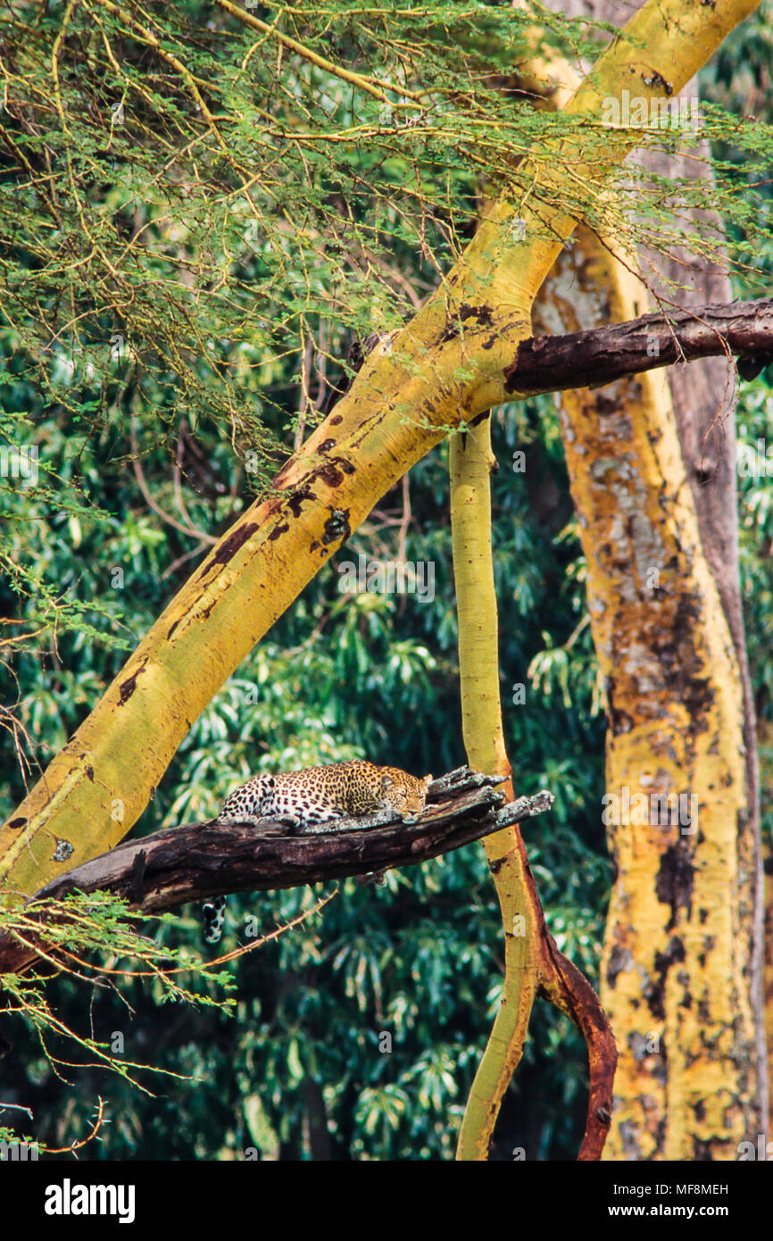 Leopard dort dans branche de l'écorce jaune acacia dans la forêt de Lerai Ngorongoro Crater.. Banque D'Images
