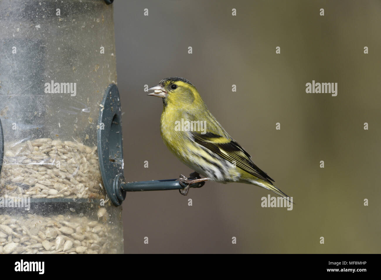 - Carduelis spinus Siskin - mâle à convoyeur de jardin Banque D'Images