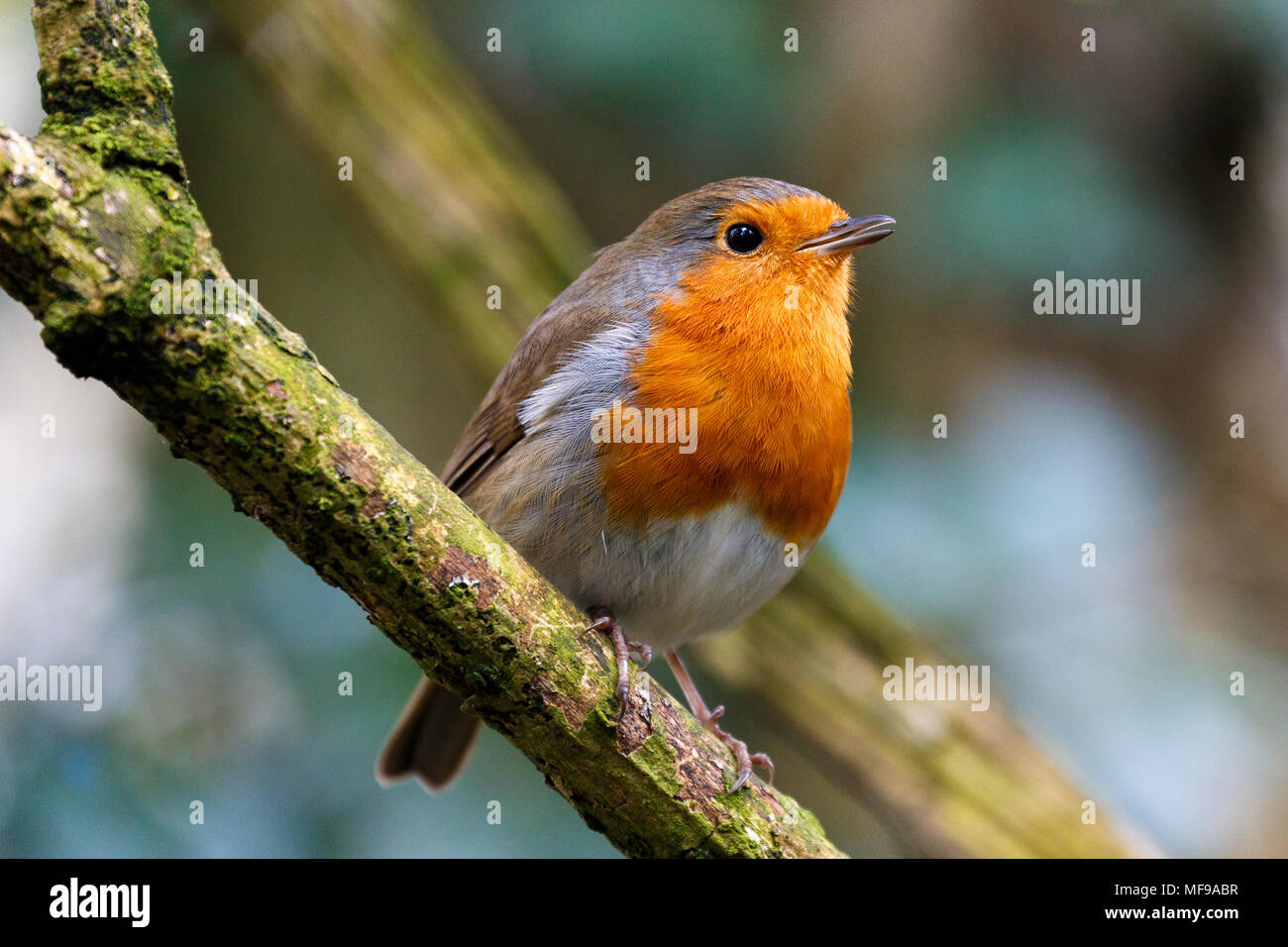 Un gros plan d'une Robin Redbreast dans certaines scieries dans le sud-ouest de l'Angleterre (Royaume-Uni). Banque D'Images Un gros plan d'une Robin Redbreast dans certaines scieries dans le sud-ouest de l'Angleterre (Royaume-Uni). Banque D'Images