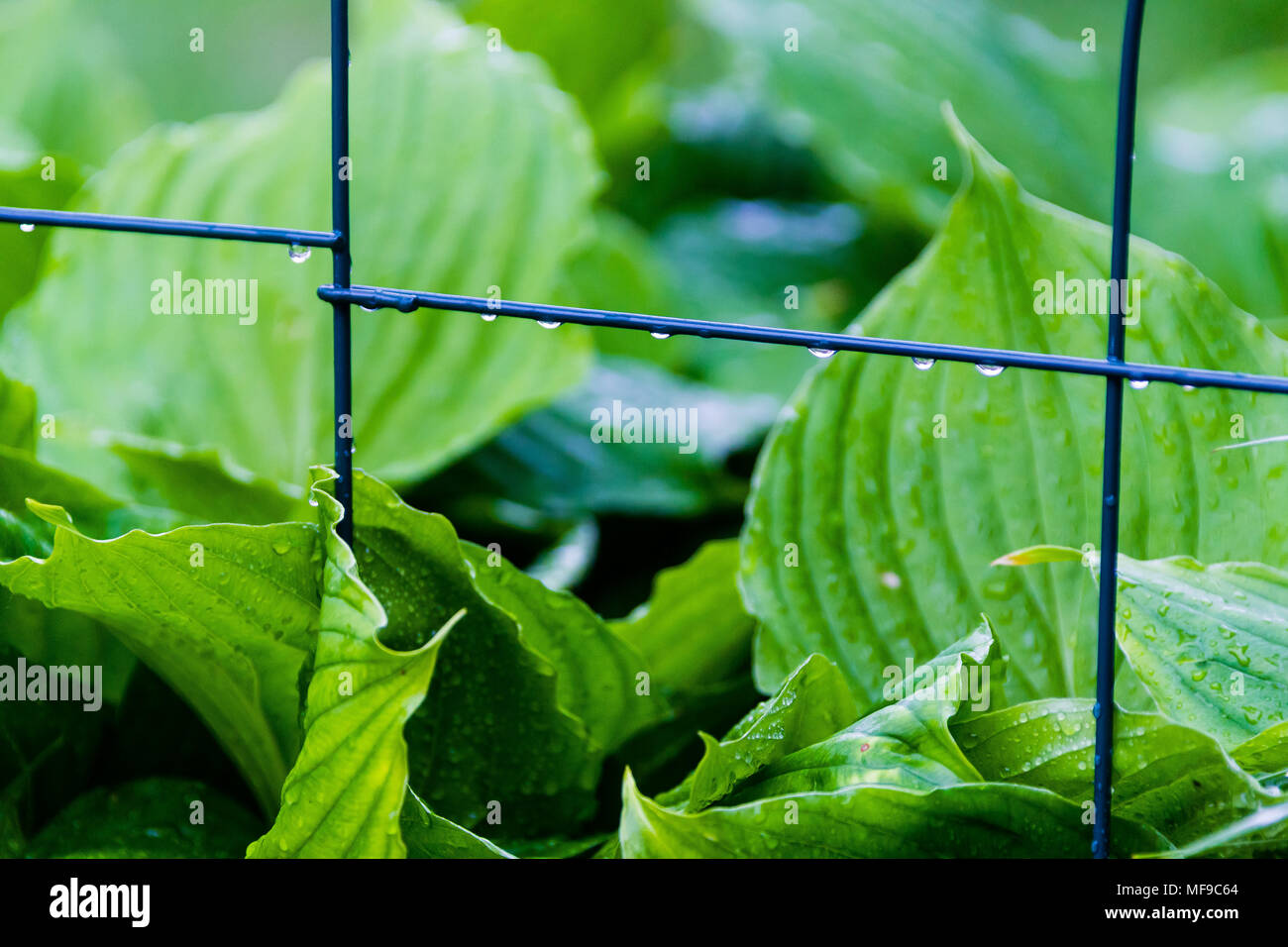 Gouttes d'eau sur les hostas jardin clôture Banque D'Images