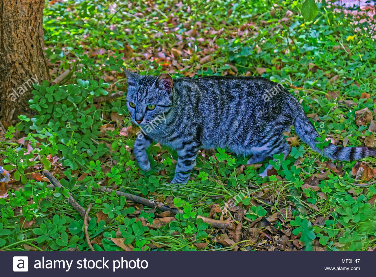 Blanc Gris Et Noir Chat Couleur Traque Banque Dimages