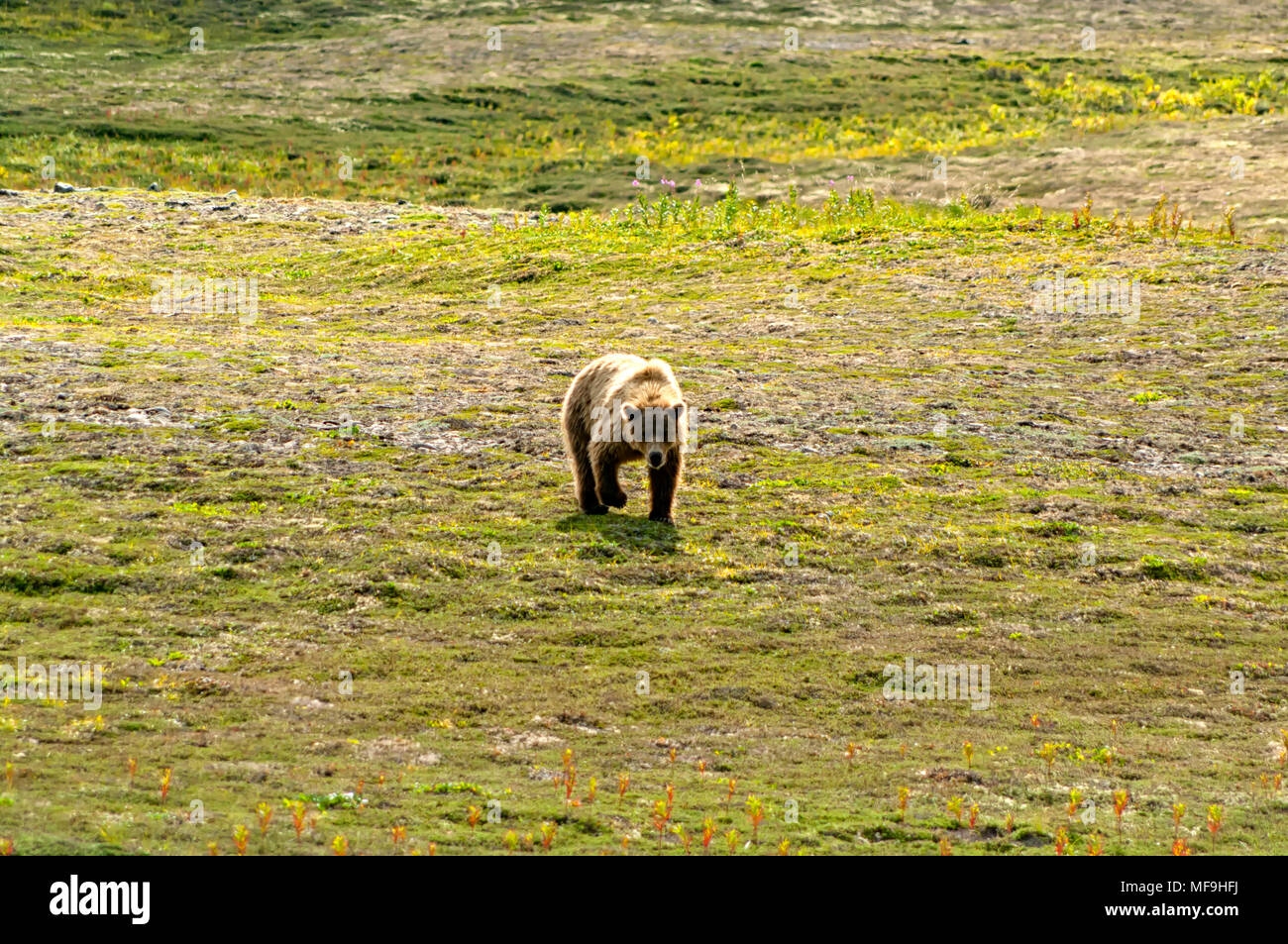 Un gros ours brun de marcher seul dans la lumière du jour dans un champ vert dans la péninsule de Katmai, Alaska Banque D'Images