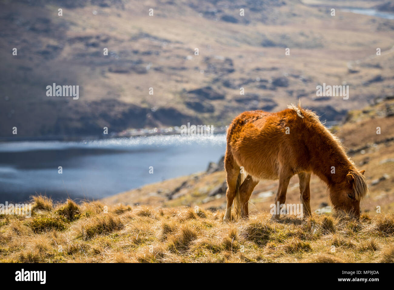 Les poneys sauvages des montagnes Carneddau dans le Nord sont telles Snowdonia hardy, incroyable animal. Très curieux et non synchronie par les humains. Banque D'Images