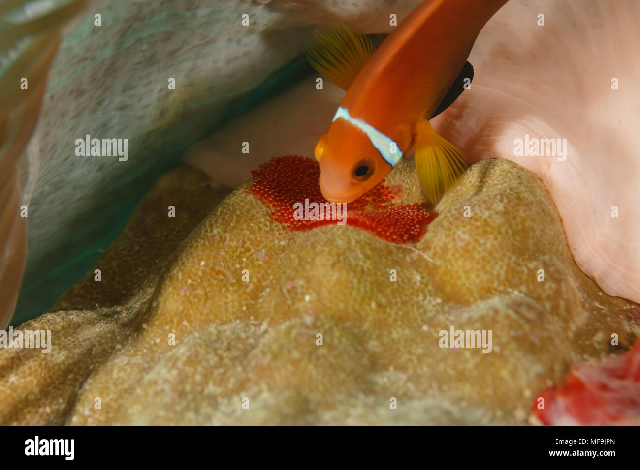 Poissons clowns surface plane au-dessus des récifs près de la garde rouge de la coquille des œufs pondus sur coral Banque D'Images