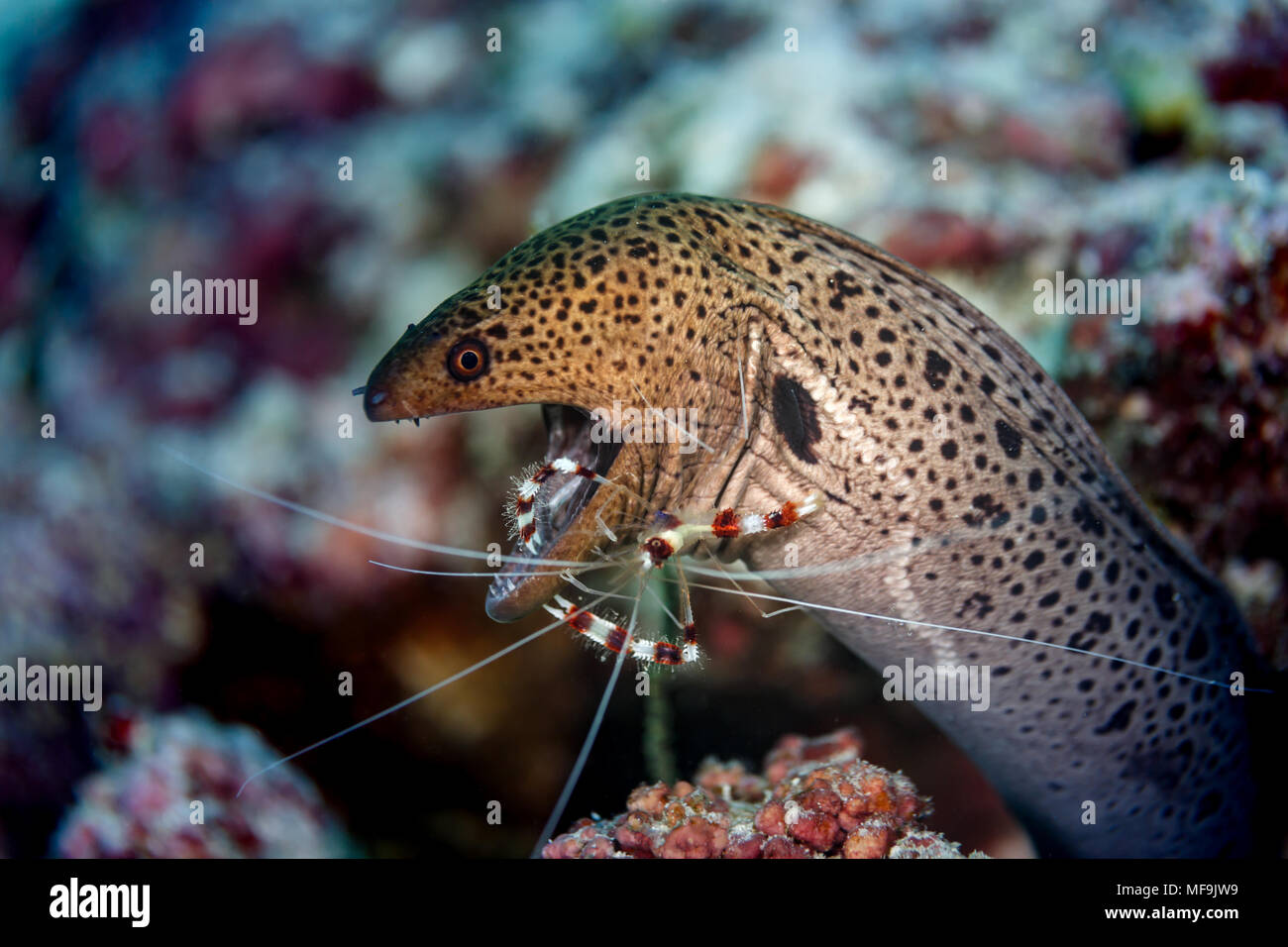 La crevette de corail nettoie une anguille de Moray tachetée, Gymnothorax moringa, bouche Banque D'Images