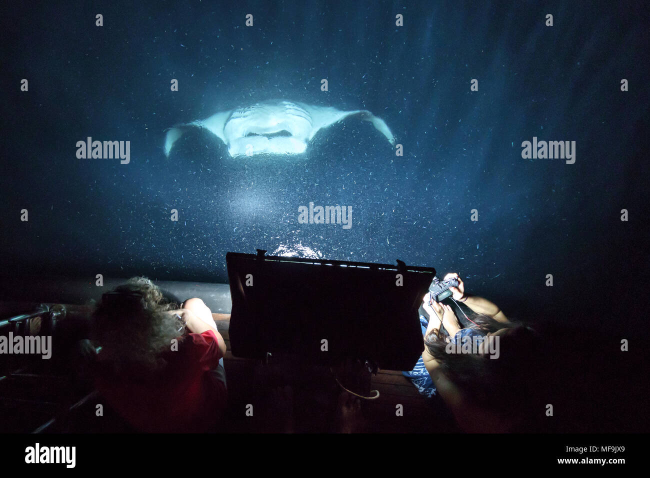 Manta Ray grand la bouche grande ouverte se nourrit de plancton dans la nuit derrière bateau que les gens regardent Banque D'Images