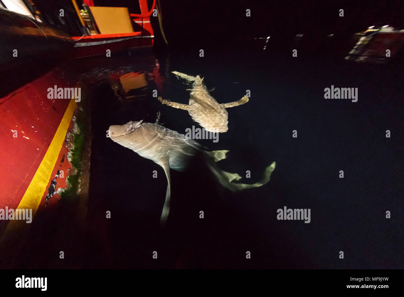 2 curieux requins nourrissons, carcharias taurus, nagent pour enquêter sur le bateau la nuit Banque D'Images