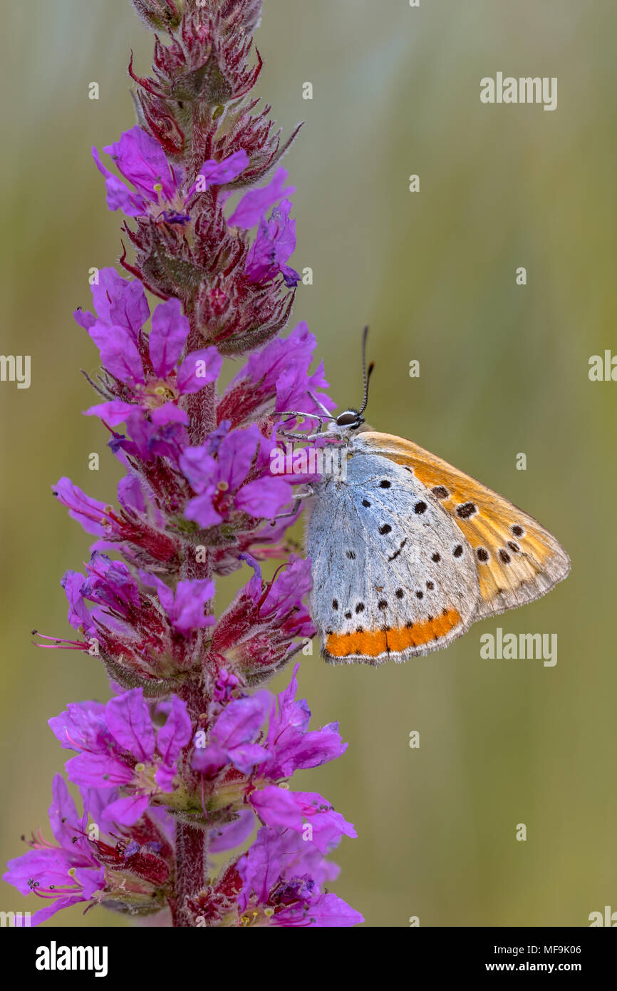 (Lycaena dispar grande) papillon endémique des Pays-Bas le nectar de nourriture sur les fleurs de la salicaire (Lythrum salicaria) Banque D'Images (Lycaena dispar grande) papillon endémique des Pays-Bas le nectar de nourriture sur les fleurs de la salicaire (Lythrum salicaria) Banque D'Images