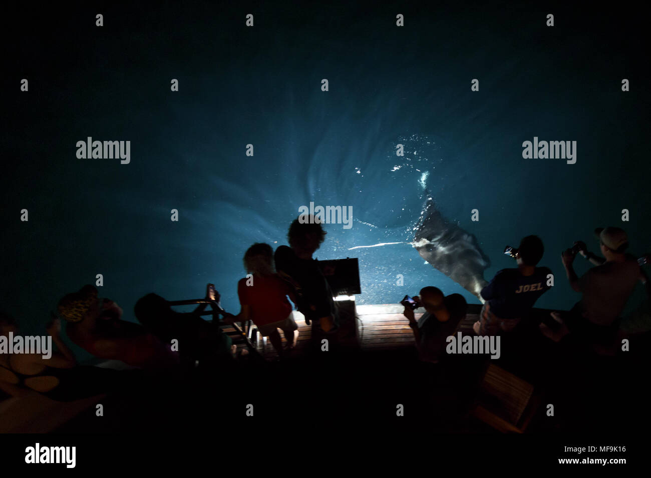 Groupe de badauds regarder la raie manta géante surface la nuit juste derrière voile Banque D'Images