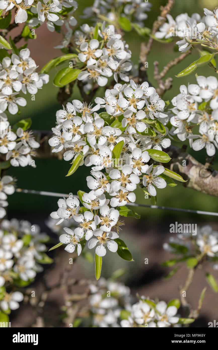 Gros plan de Pyrus communis Louise bonne de Jersey poire fleur dans un jardin de printemps, Angleterre, Royaume-Uni Banque D'Images