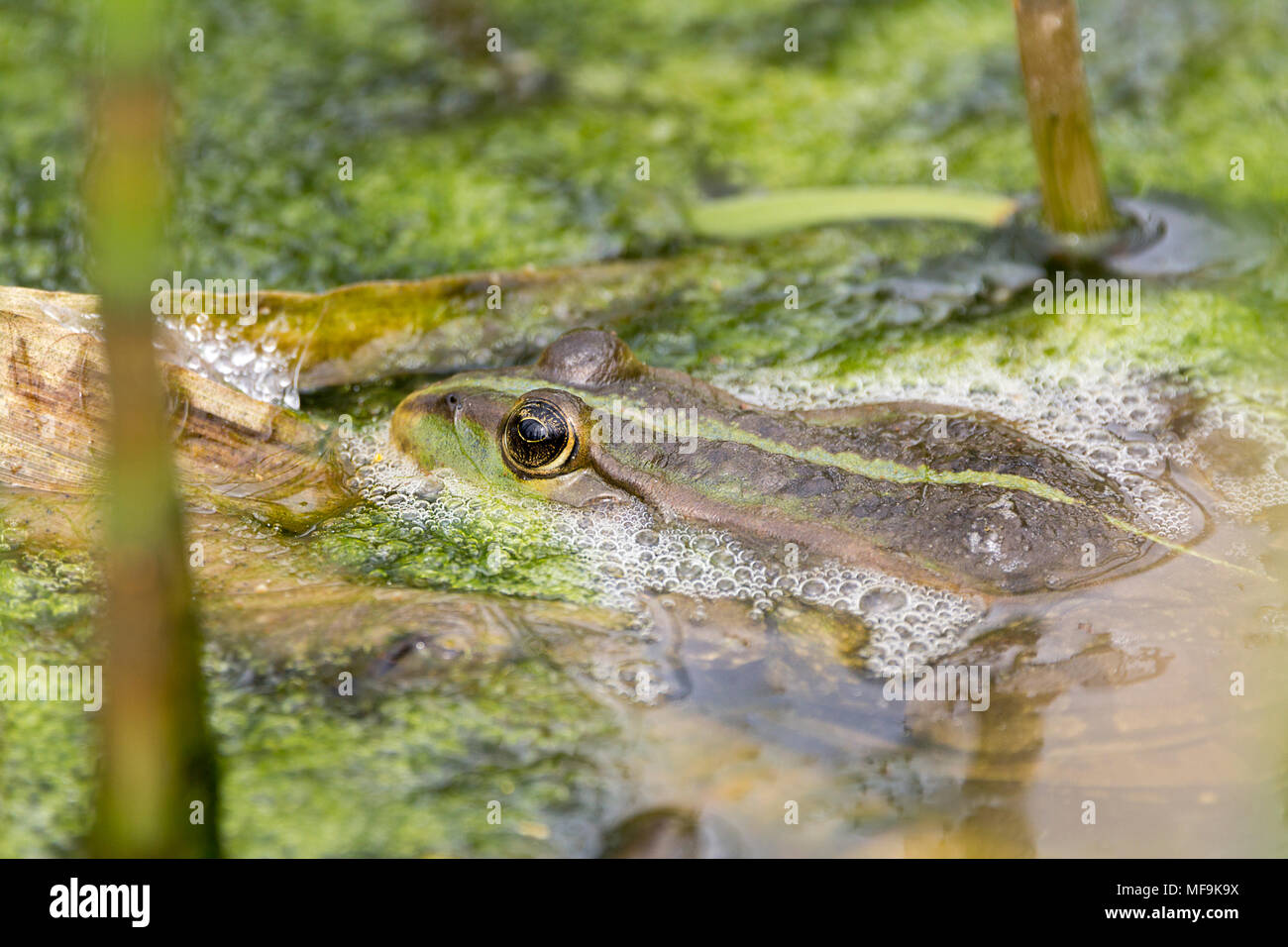 Grenouille des marais (Rana ridibunda) Avril 2018. Un peu coassant et beaucoup d'écume sur l'eau autour d'eux. La plupart du temps de se cacher dans les algues et la végétation. Banque D'Images