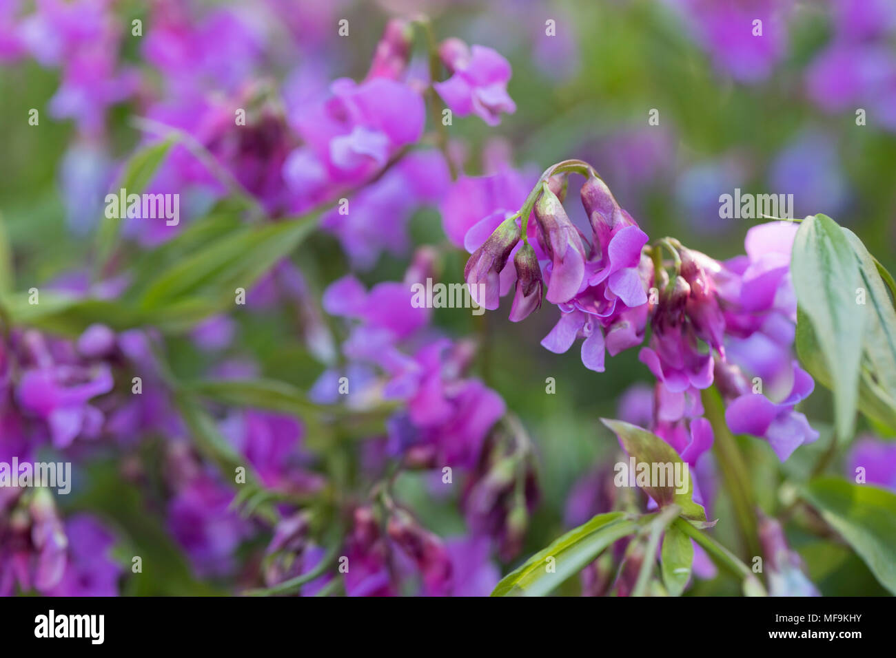 Close up de Lathyrus vernus floraison dans un jardin de printemps Banque D'Images