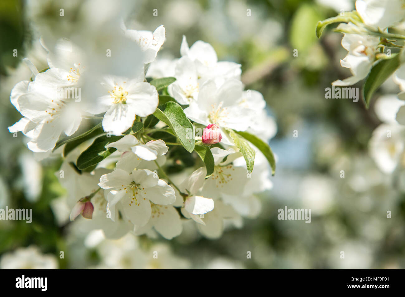 Détail d'une photo de fleurs d'arbre blanc de printemps frais. Le ressort est montrant sa magie Banque D'Images