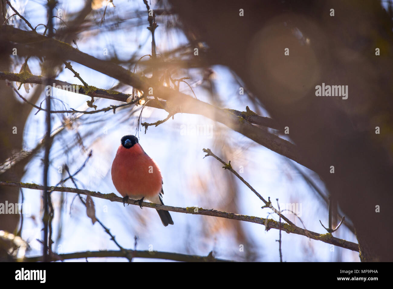 Le Canard colvert, le bouvreuil bouvreuil (Pyrrhula pyrrhula ou) Banque D'Images