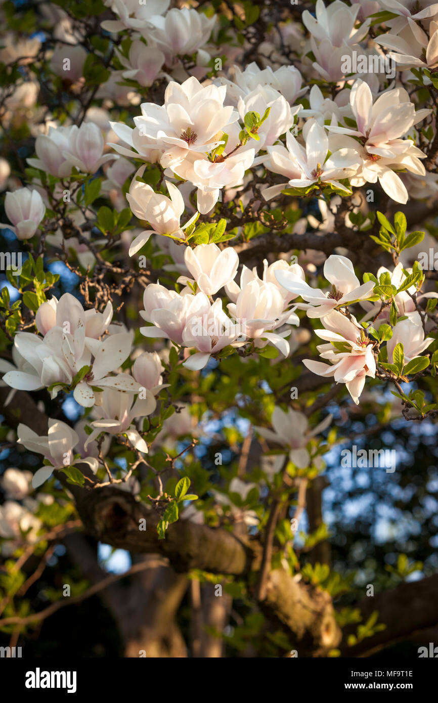 Magnolia fleurs Arbre de printemps, Washington, DC, USA Banque D'Images