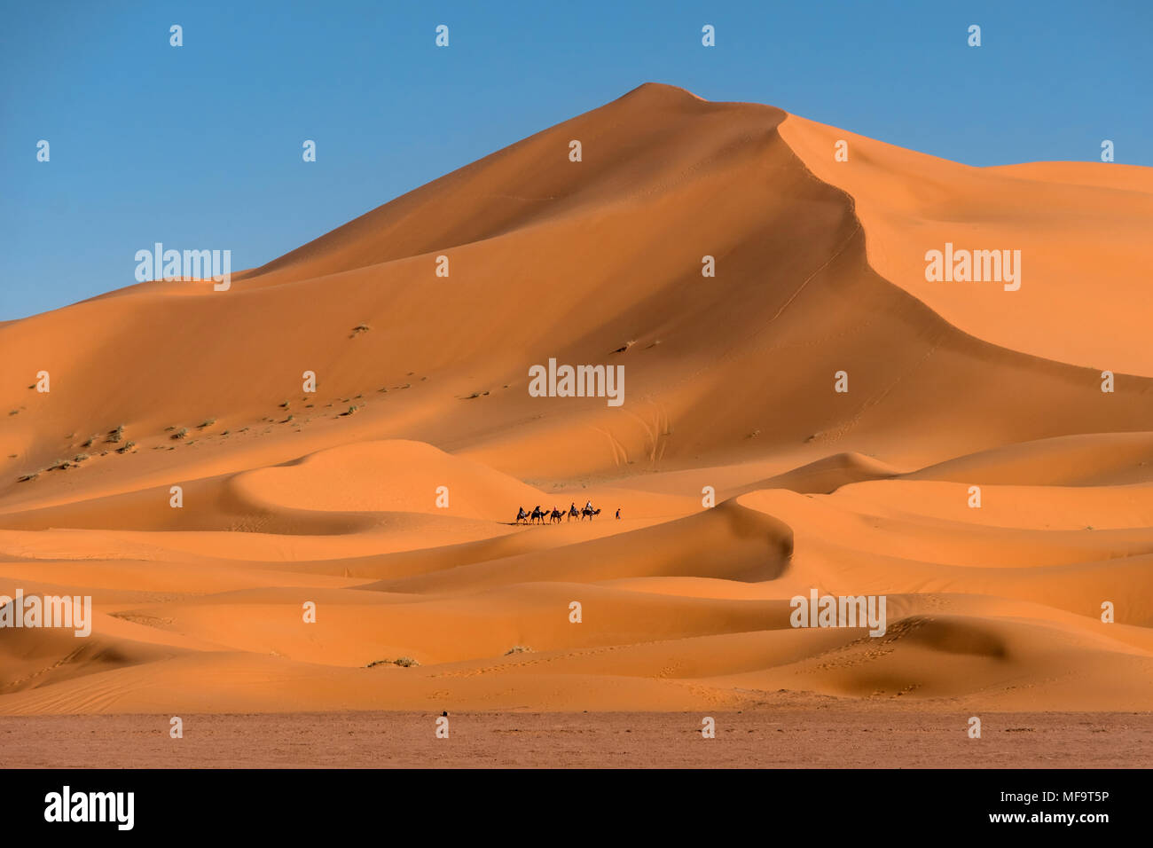 Train, chameau désert Erg Chebbi, Sahara occidental, Maroc Banque D'Images
