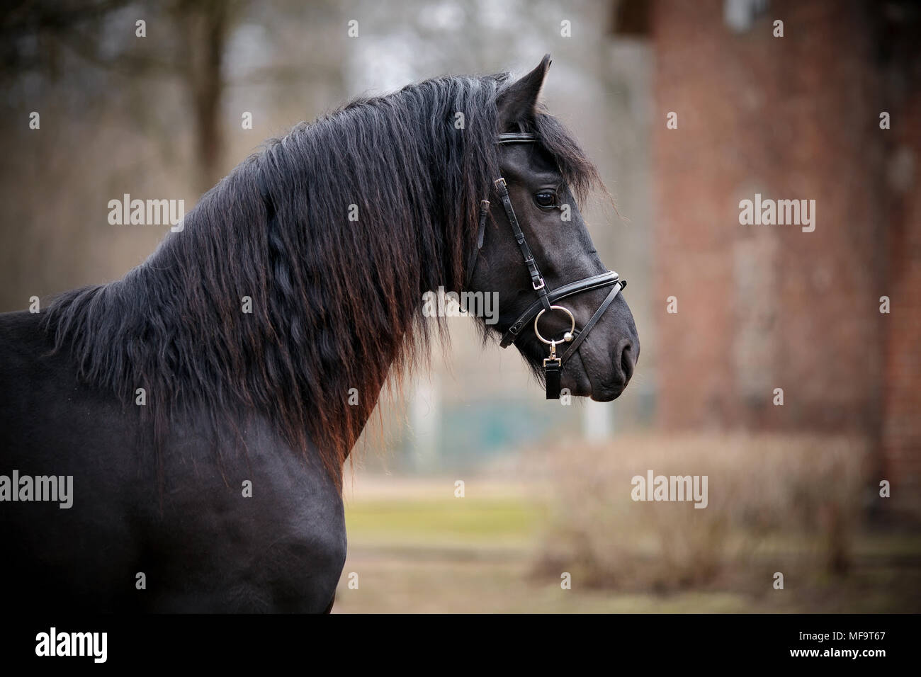 L'étalon noir. Portrait d'un cheval noir. Cheval pur-sang. Beau cheval. Banque D'Images