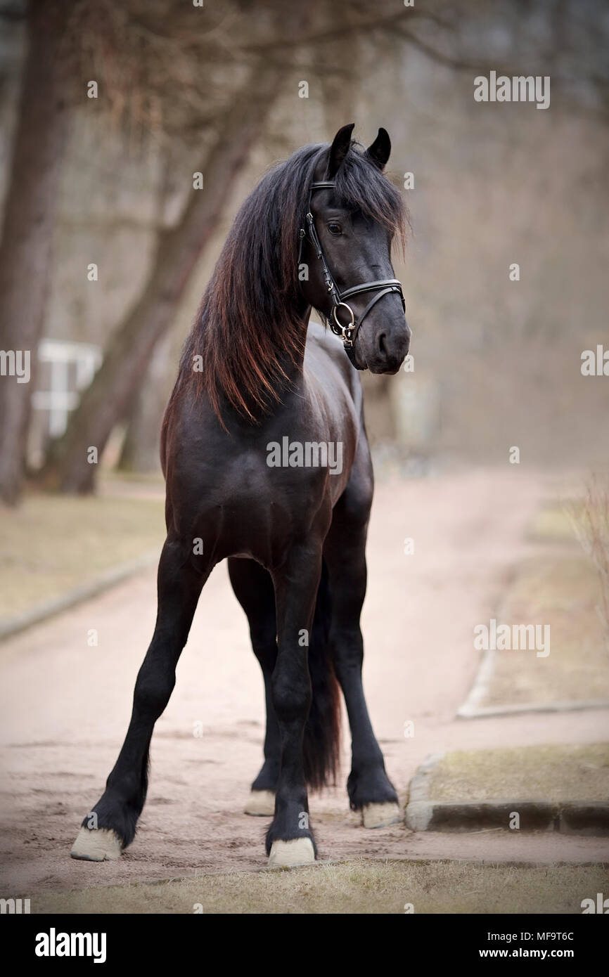 L'étalon noir. Sports cheval noir. Cheval pur-sang. Beau cheval. Banque D'Images