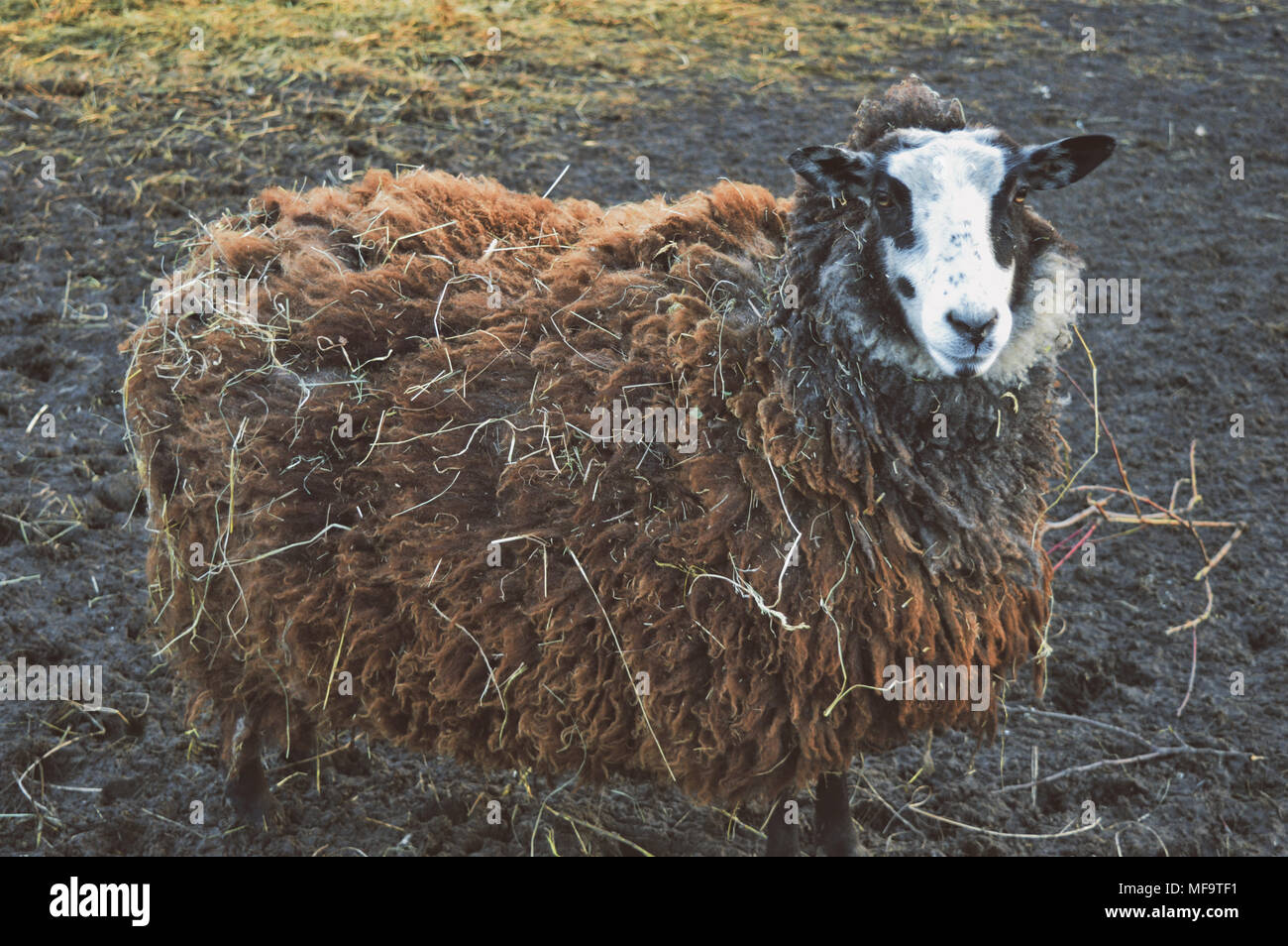 Mouton à notre petite ferme familiale Banque D'Images