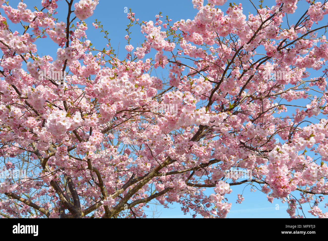 Premier Printemps blooming cherry tree Banque D'Images