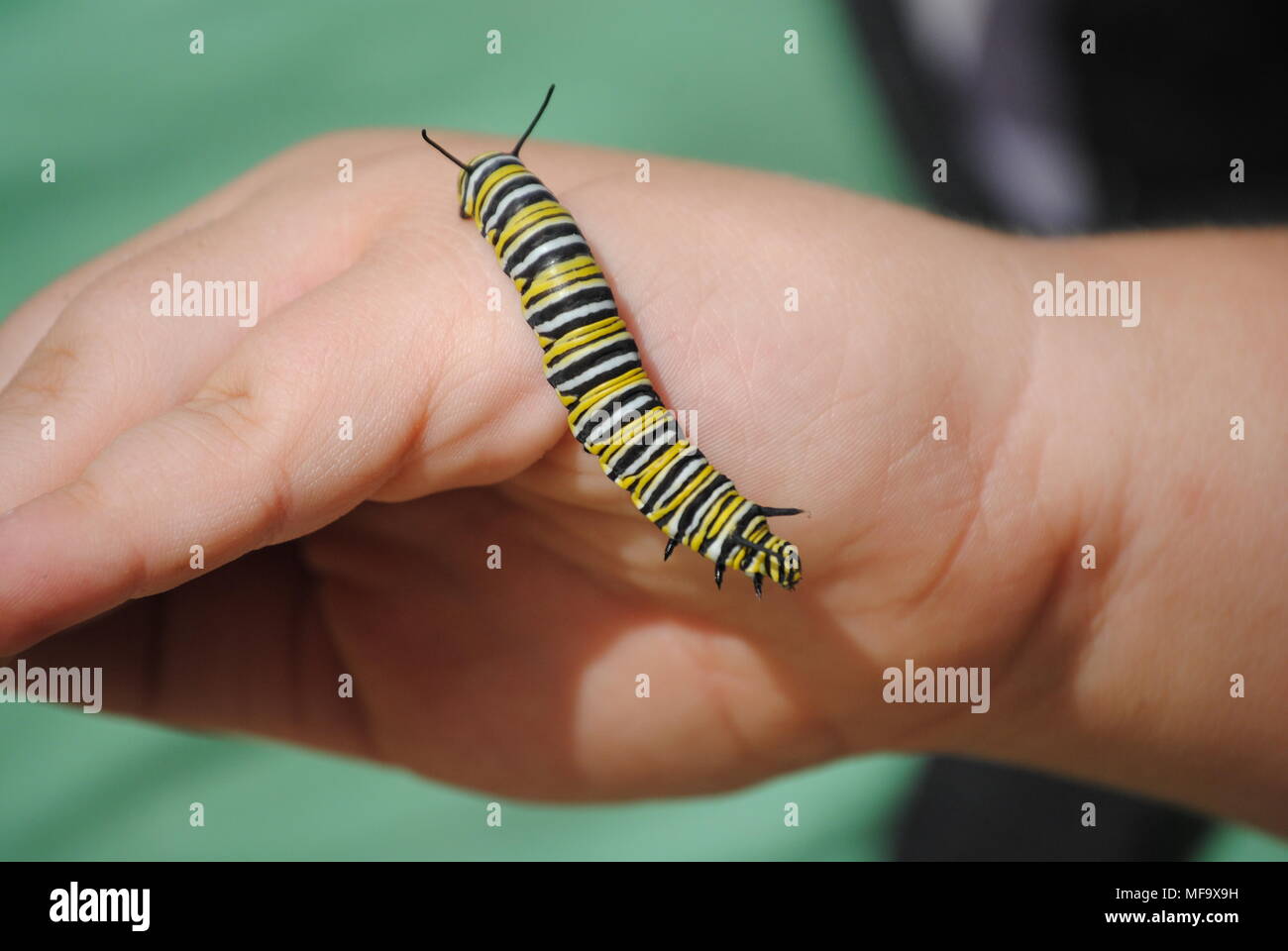En Alligator Myakka State Park Banque D'Images