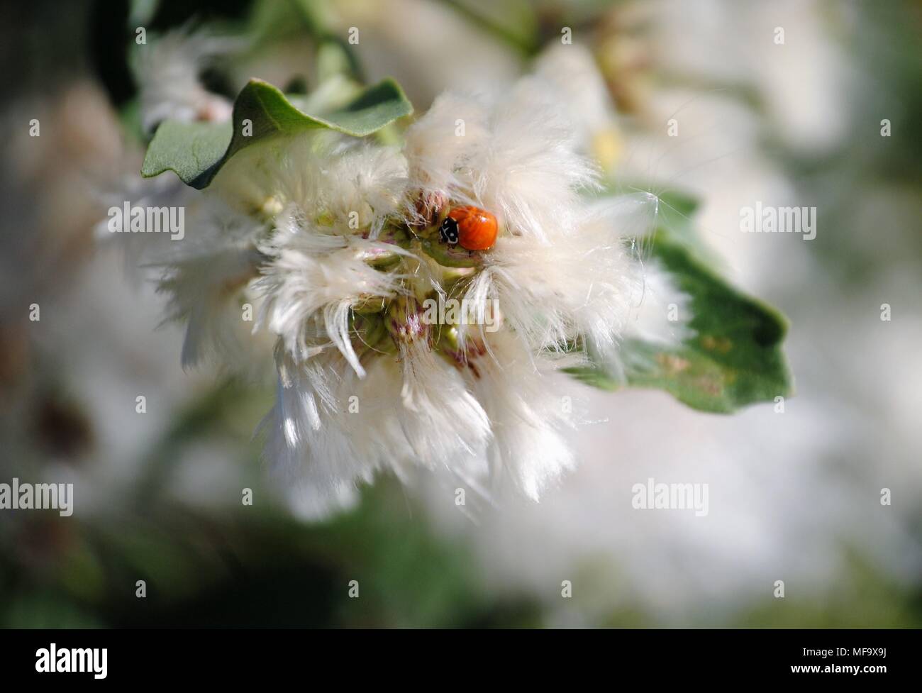 En Alligator Myakka State Park Banque D'Images