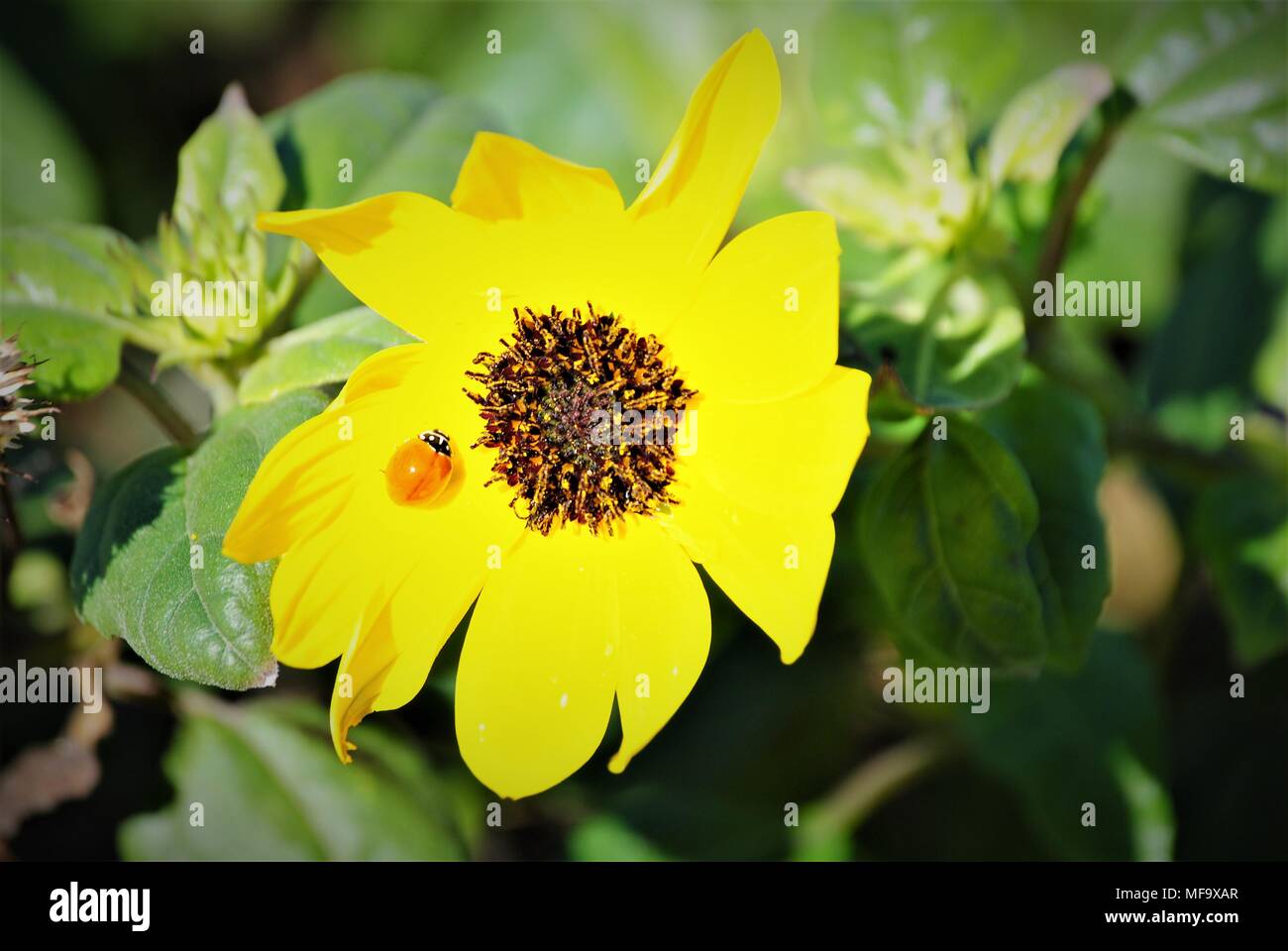 En Alligator Myakka State Park Banque D'Images