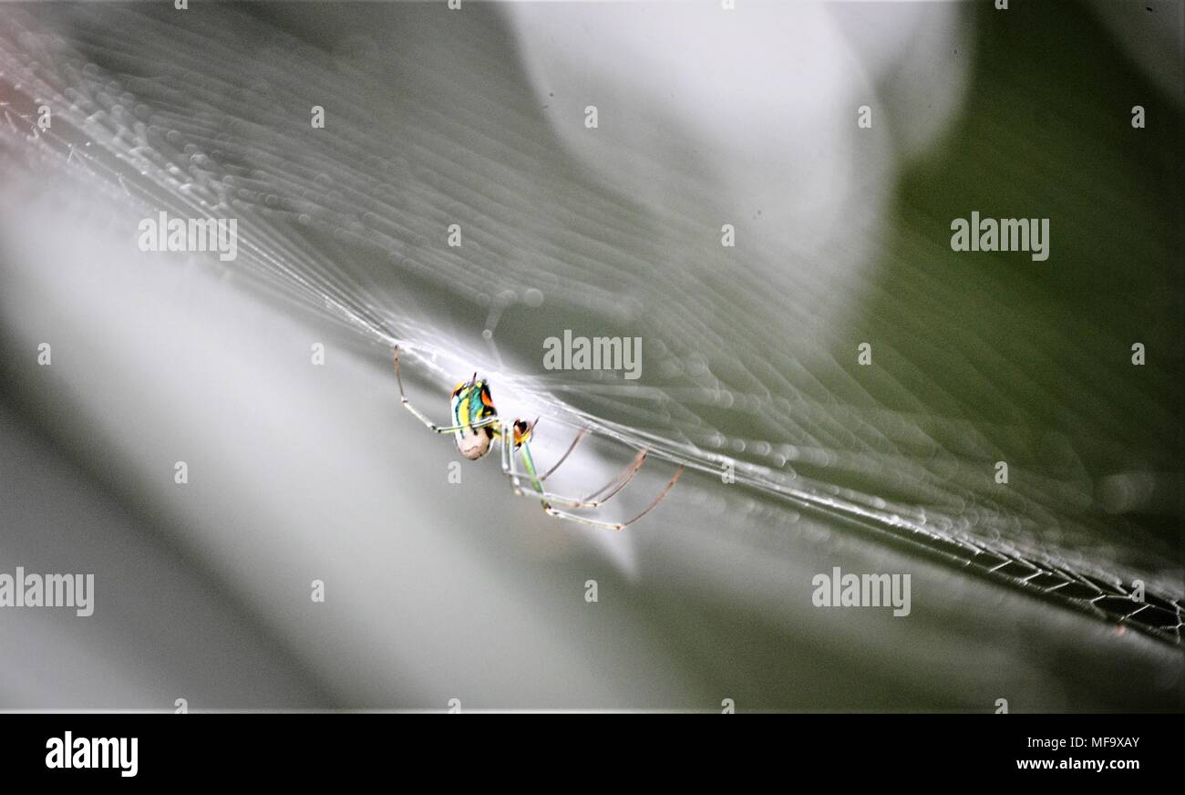 En Alligator Myakka State Park Banque D'Images