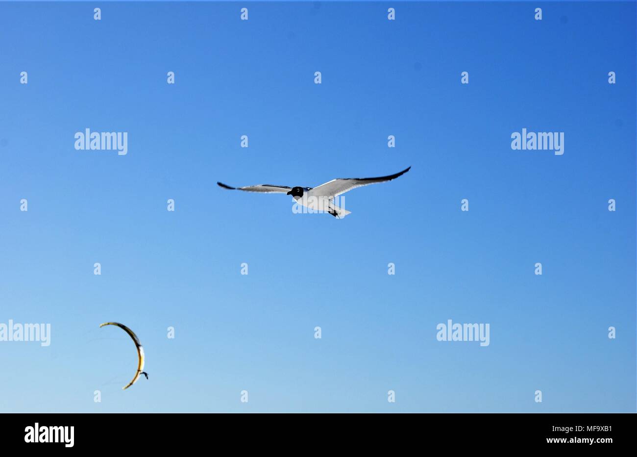 En Alligator Myakka State Park Banque D'Images