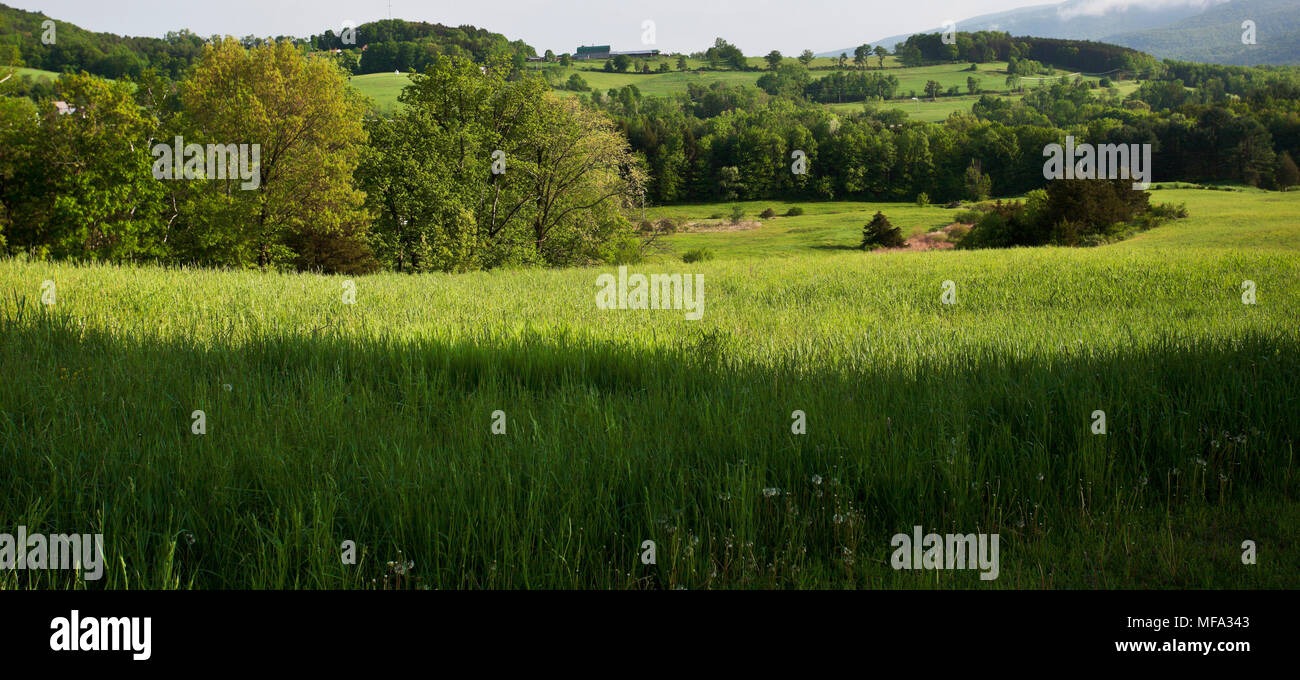 Vermont summer meadow : Green grass, d'arbres et d'une colline, dans la distance Banque D'Images