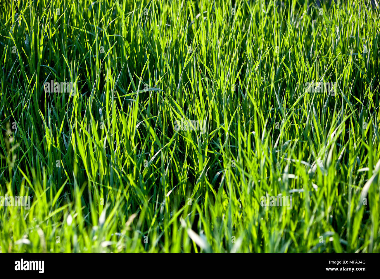 Close up d'herbe dans une prairie du Vermont à l'été Banque D'Images
