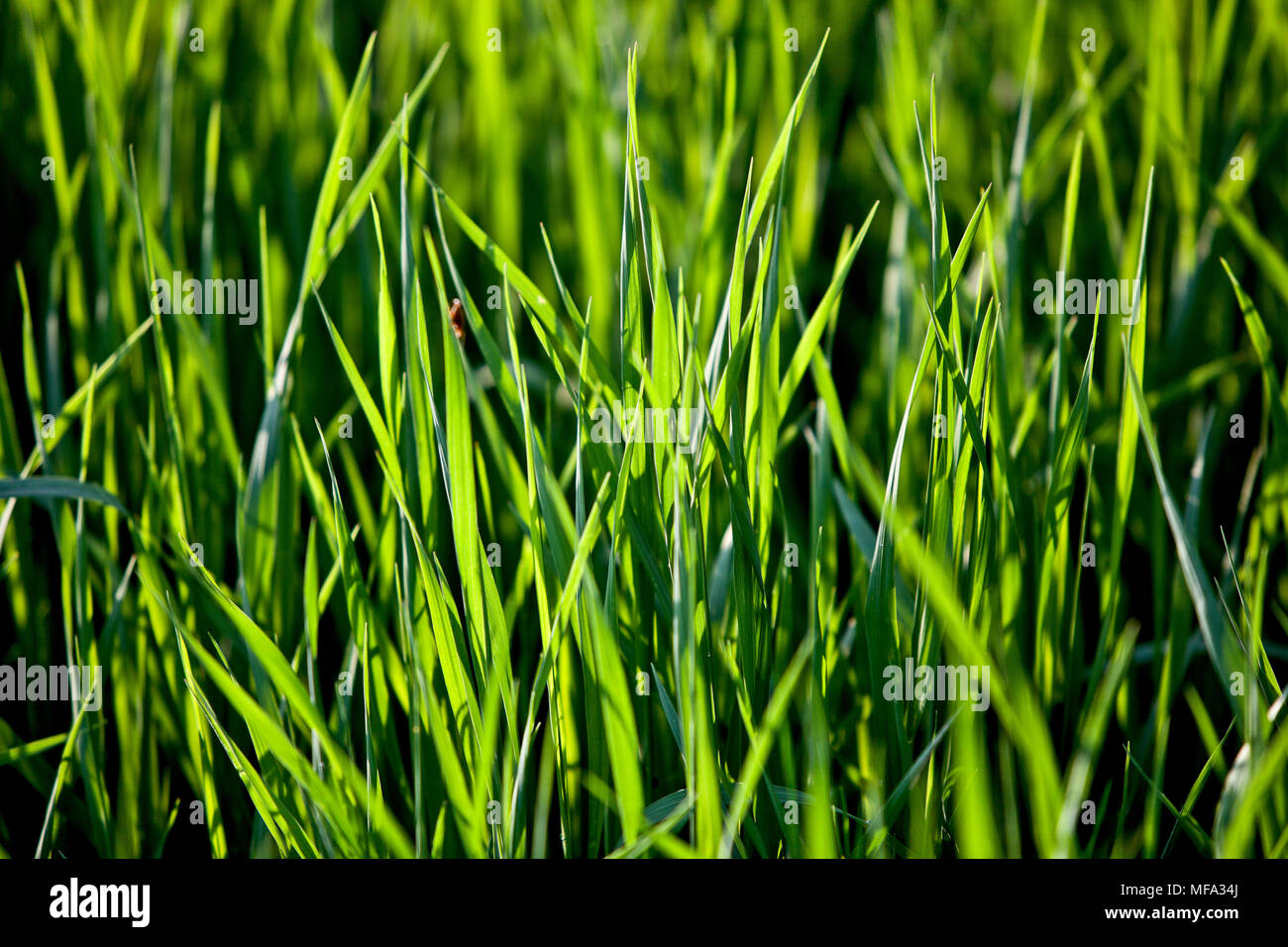 Close up d'herbe dans une prairie du Vermont à l'été Banque D'Images