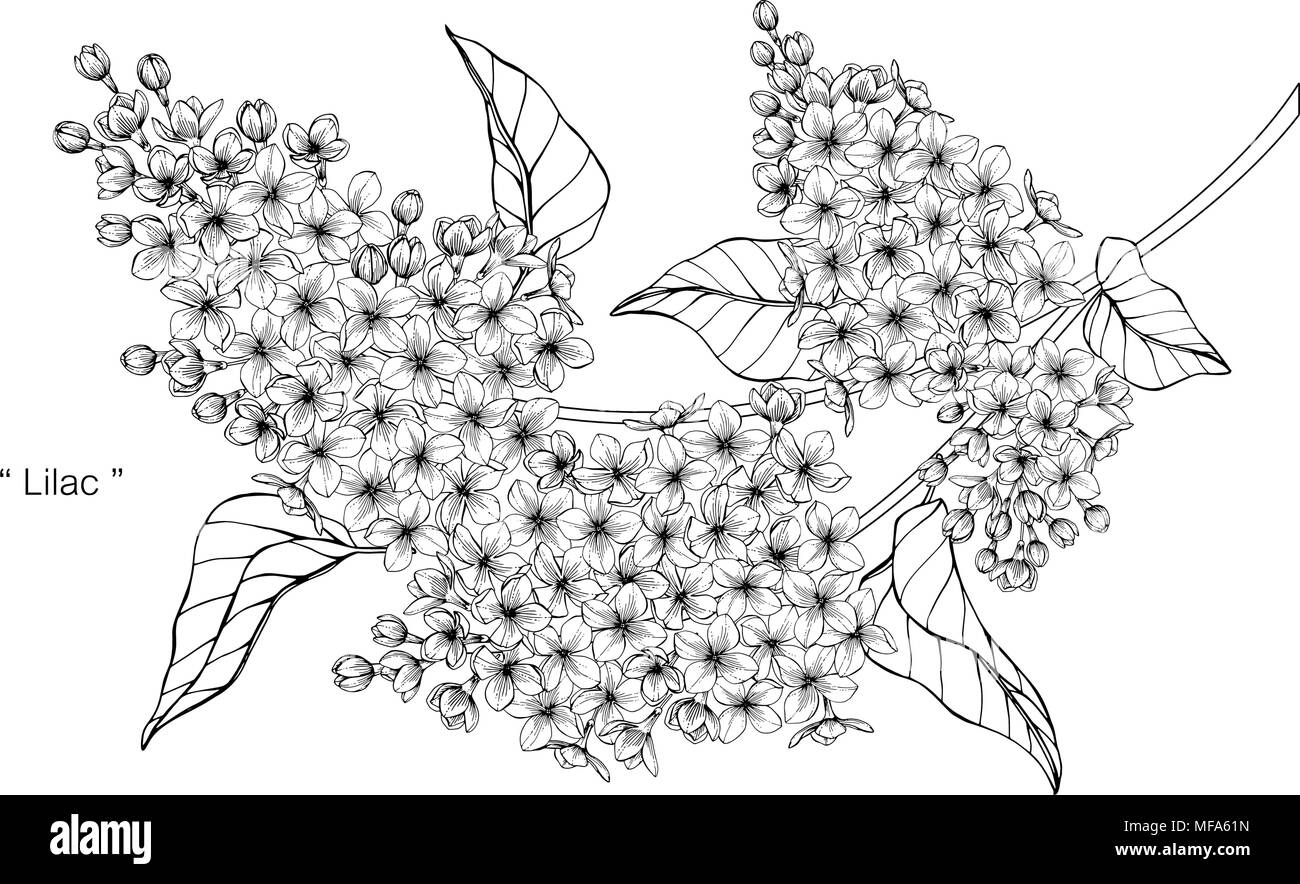 Dessin de fleurs lilas illustration. Noir et blanc avec dessin au trait