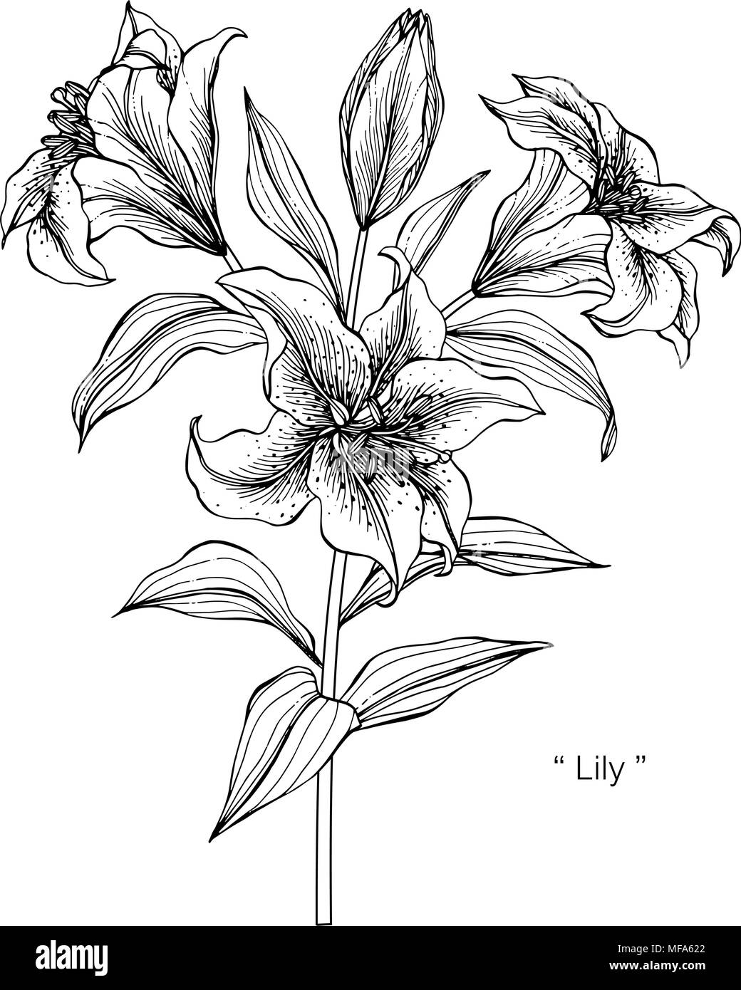 Illustration Dessin Fleur De Lys Noir Et Blanc Avec Dessin