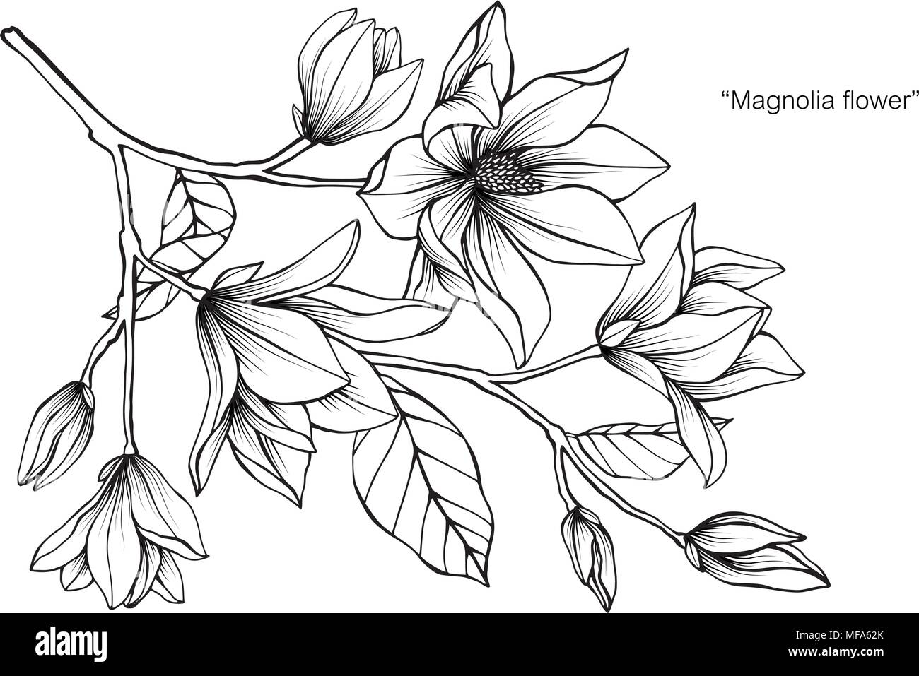 Fleurs Dessins Noir Et Blanc Illustration dessin fleur de Magnolia. Noir et blanc avec dessin au trait  sur fonds blancs Image Vectorielle Stock - Alamy