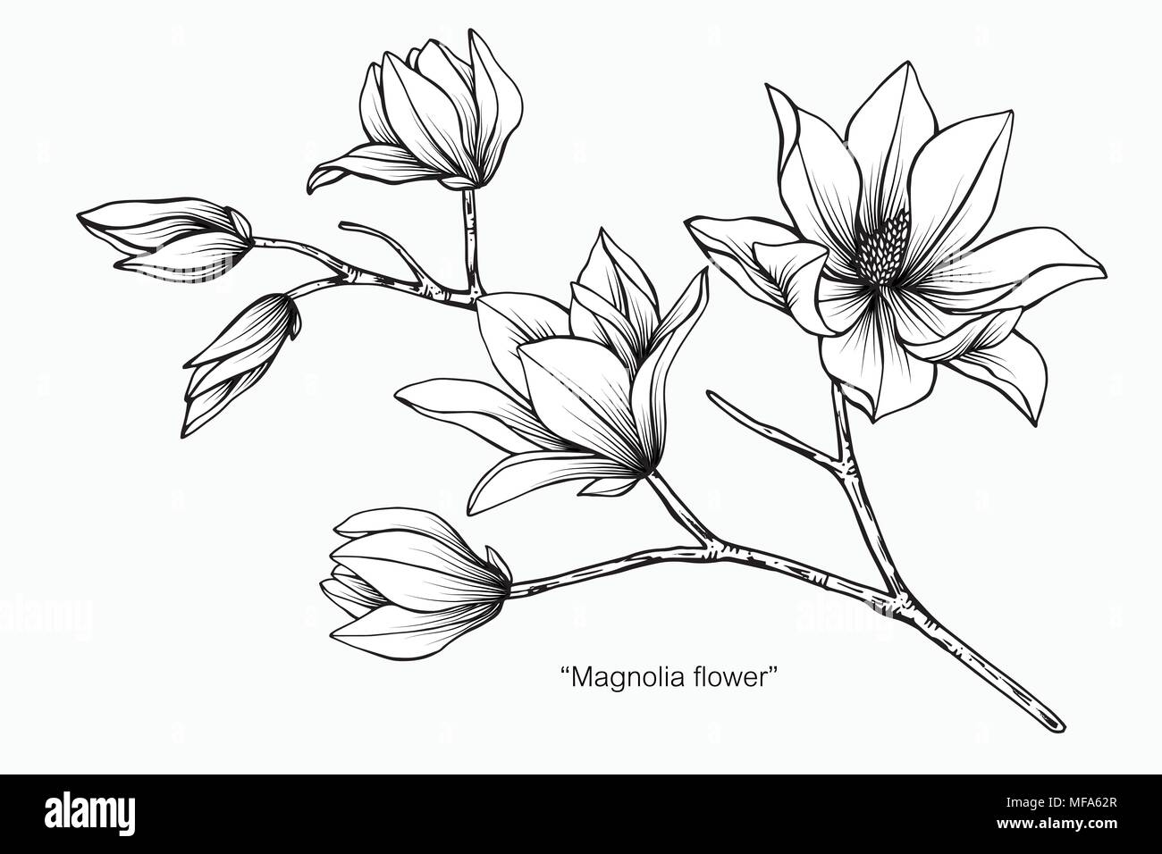 Illustration Dessin Fleur De Magnolia Noir Et Blanc Avec Dessin Au Trait Sur Fonds Blancs Image Vectorielle Stock Alamy
