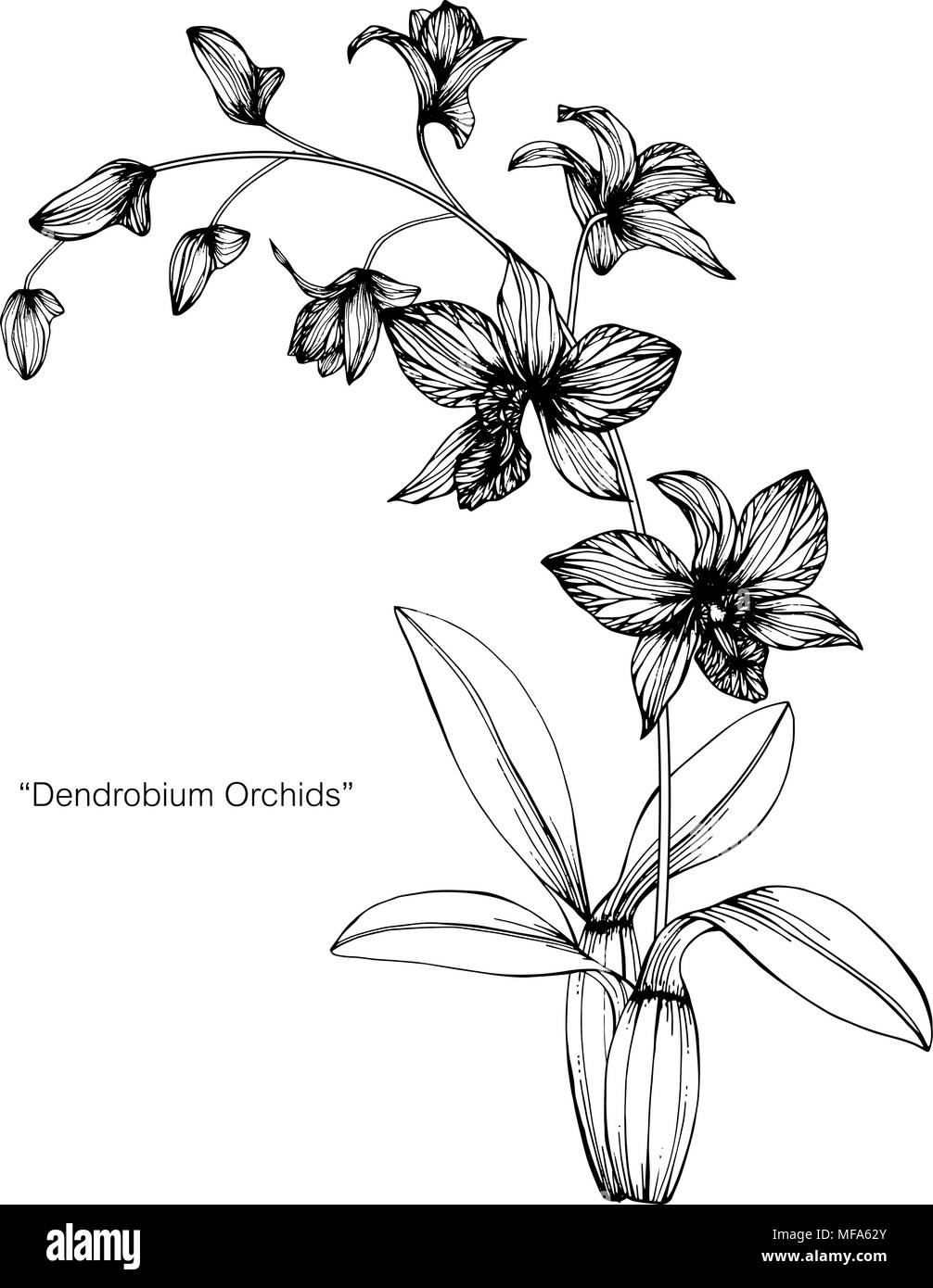 Orchidée fleur dessin illustration. Noir et blanc avec dessin au trait sur fonds blancs. Illustration de Vecteur