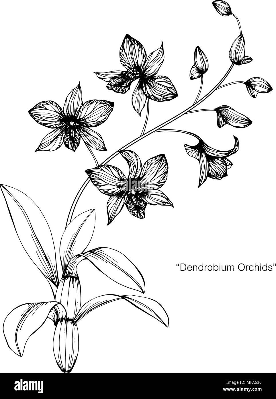 Orchidée fleur dessin illustration. Noir et blanc avec dessin au trait sur fonds blancs. Illustration de Vecteur